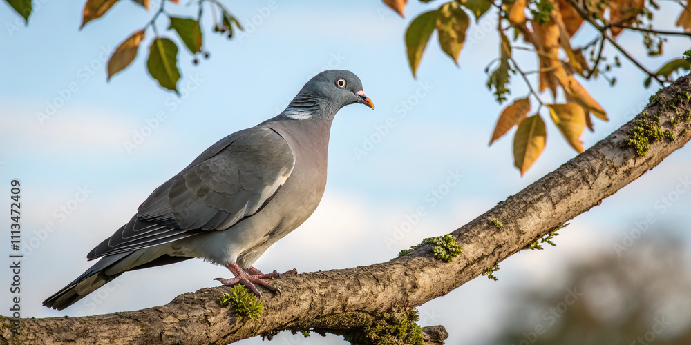 Pigeon Pigeon