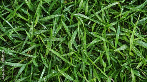 Close-up of fresh dewy grass in the early morning, with water droplets sparkling in the soft sunlight