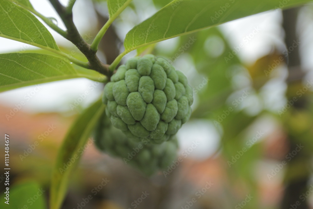 custard apple or sugar apple. custard apple or sugar apple.