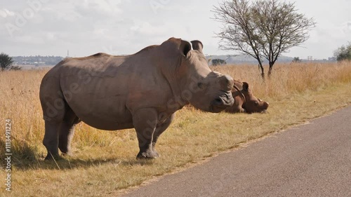 A white rhino without horn stands by a road in golden grasslands under a bright sky at Rietvlei Nature Reserve