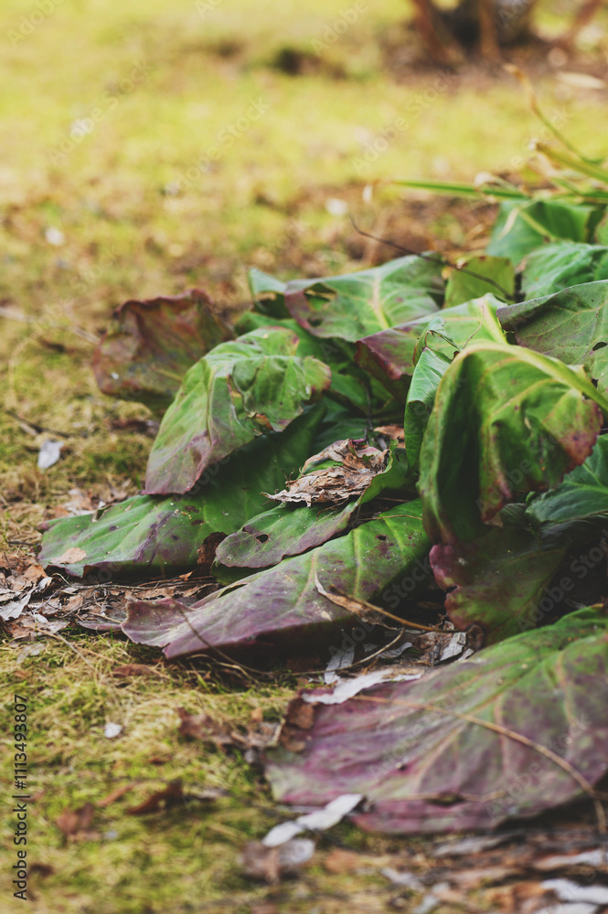 bergenia cordifolia old dried leaves in early spring garden bergenia cordifolia old dried leaves in early spring garden