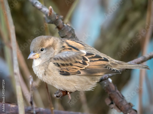 sparrow on a branch close up