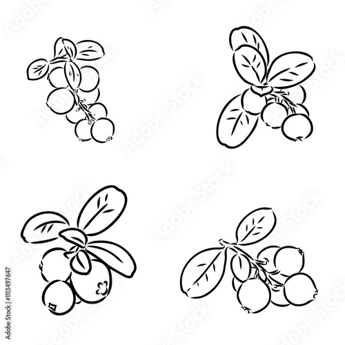 sketch ripe lingonberries, lingonberry berry, vector sketch