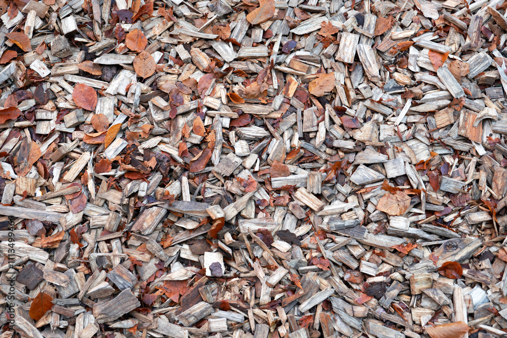 Foglie e pezzi di legno per terra