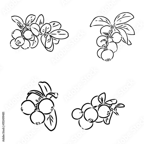 sketch ripe lingonberries, lingonberry berry, vector sketch
