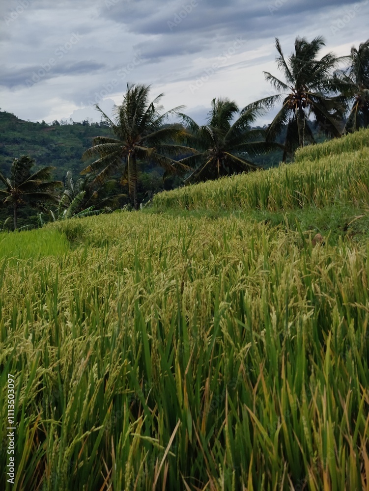 Rice produced by farmers is a staple food for the people of Java, Asia, Indonesia Rice produced by farmers is a staple food for the people of Java, Asia, Indonesia
