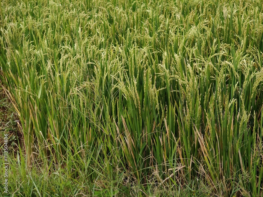 Obraz premium Rice produced by farmers is a staple food for the people of Java, Asia, Indonesia 