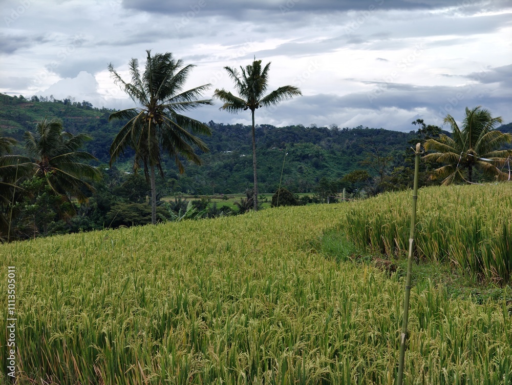 Rice produced by farmers is a staple food for the people of Java, Asia, Indonesia Rice produced by farmers is a staple food for the people of Java, Asia, Indonesia