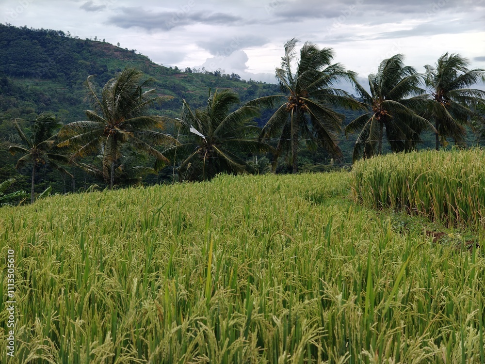 Rice produced by farmers is a staple food for the people of Java, Asia, Indonesia Rice produced by farmers is a staple food for the people of Java, Asia, Indonesia