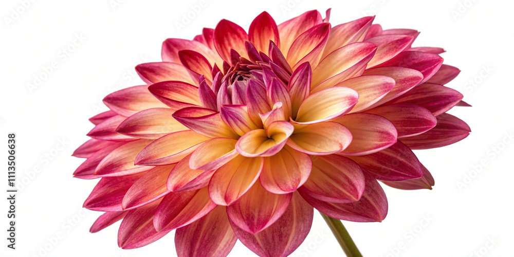 Fototapeta premium Dahlia Flower