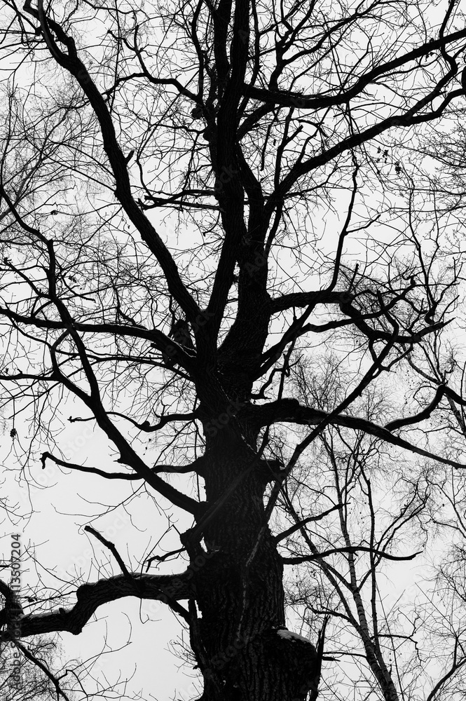Black and white trees silhouettes on sky background. Trees crown isolated on white. View from below on tree branches in winter. Forest pattern texture. Halloween concept. Black and white trees silhouettes on sky background. Trees crown isolated on white. View from below on tree branches in winter. Forest pattern texture. Halloween concept.