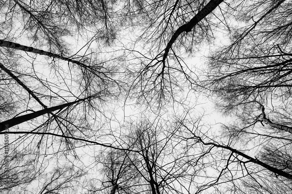 Black and white trees silhouettes on sky background. Trees crown isolated on white. View from below on tree branches in winter. Forest pattern texture. Halloween concept.
