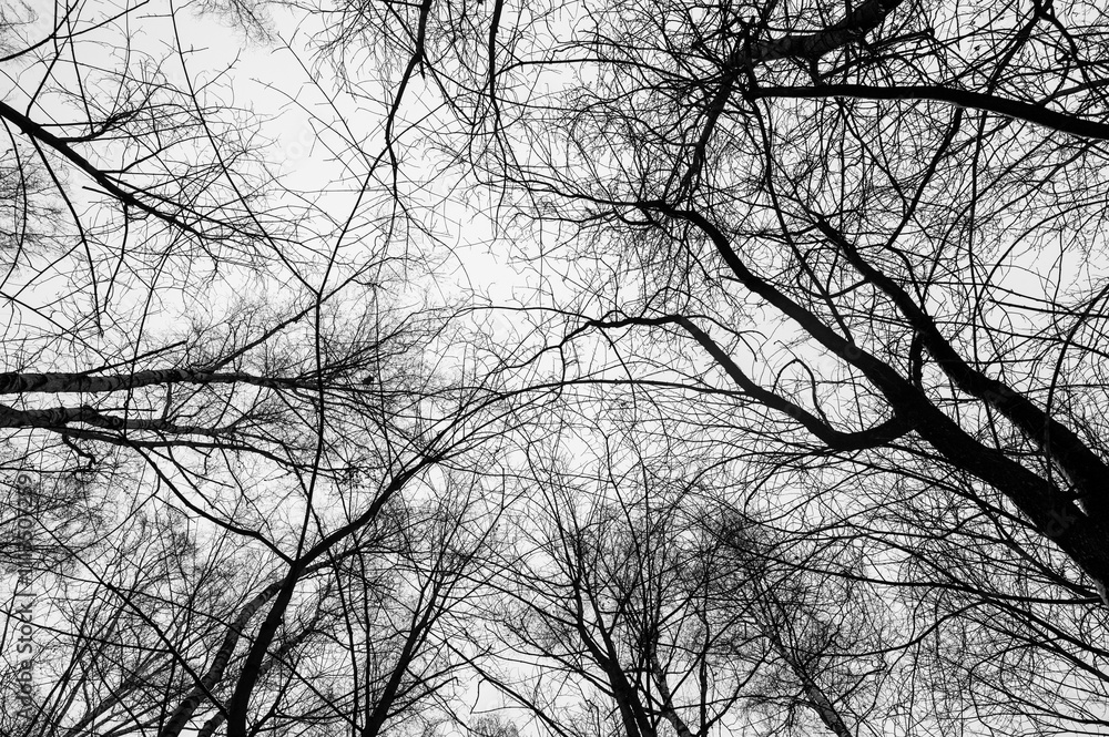 Black and white trees silhouettes on sky background. Trees crown isolated on white. View from below on tree branches in winter. Forest pattern texture. Halloween concept.