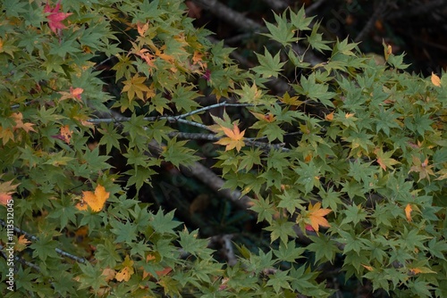 Japanese maple leaves changing colors in autumn