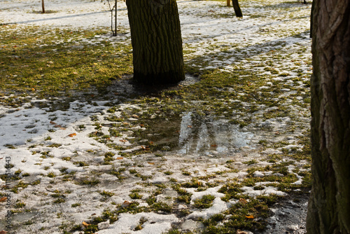 Wallpaper Mural The snow is melting and the grass is showing through. The concept of the onset of spring. Natural authentic background. Green blades of grass peep through the snow cover. Puddles on the ground Torontodigital.ca