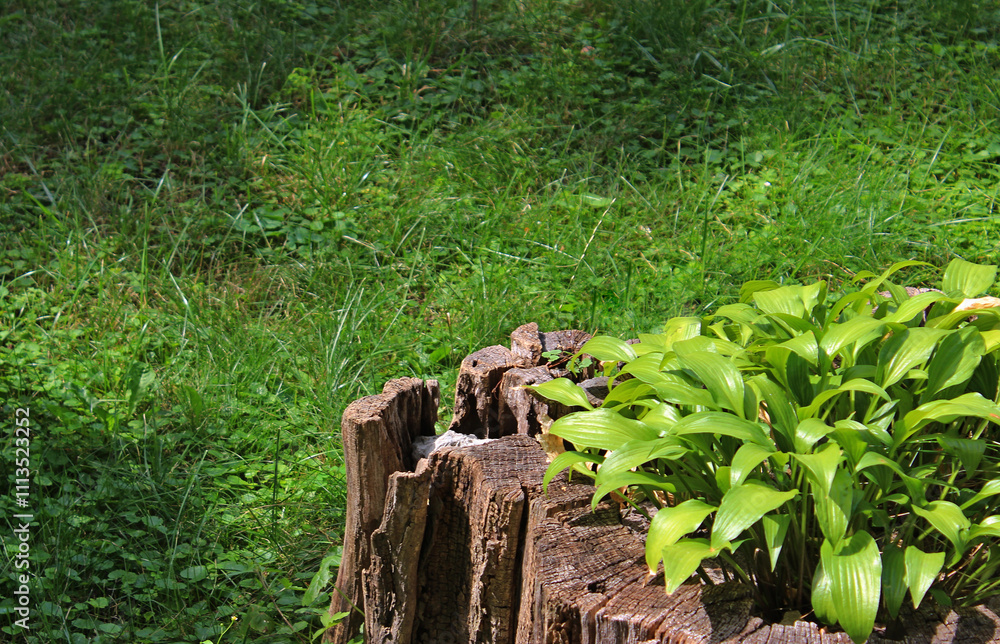 Well groomed grass lawn using an old dried tree stump as a pot for an ornamental plant
Well groomed grass lawn using an old dried tree stump as a pot for an ornamental plant