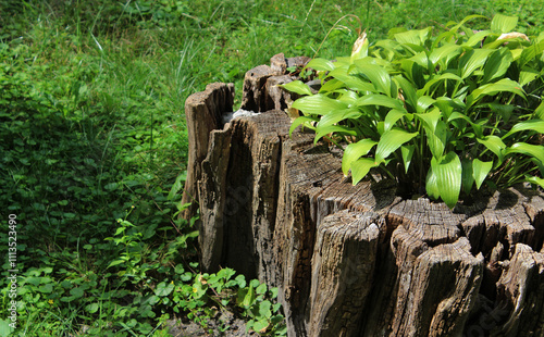 Wallpaper Mural A bush of an ornamental plant has grown through an old stump on green grass
 Torontodigital.ca