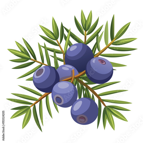 Watercolor Juniper Berry Isolated on White Background.