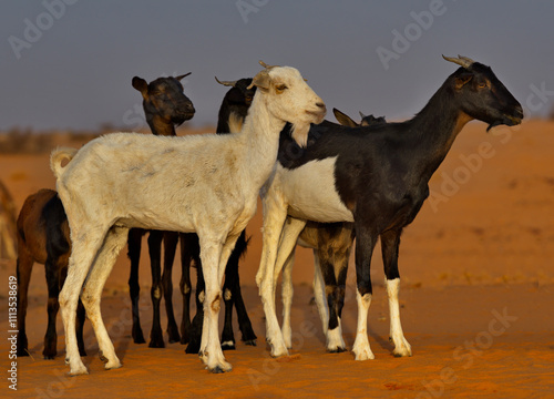 West Africa. Mauritania. A flock of goats graze in the Sahara Desert, in which there is almost no vegetation.