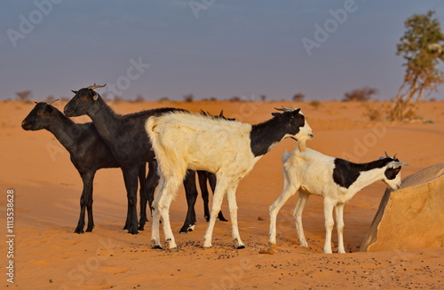 Εκτύπωση καμβά West Africa