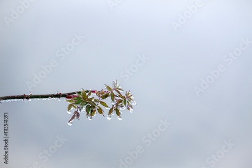 Vászonkép Ice crystals cling to the leaf tips, sparkling like diamonds.