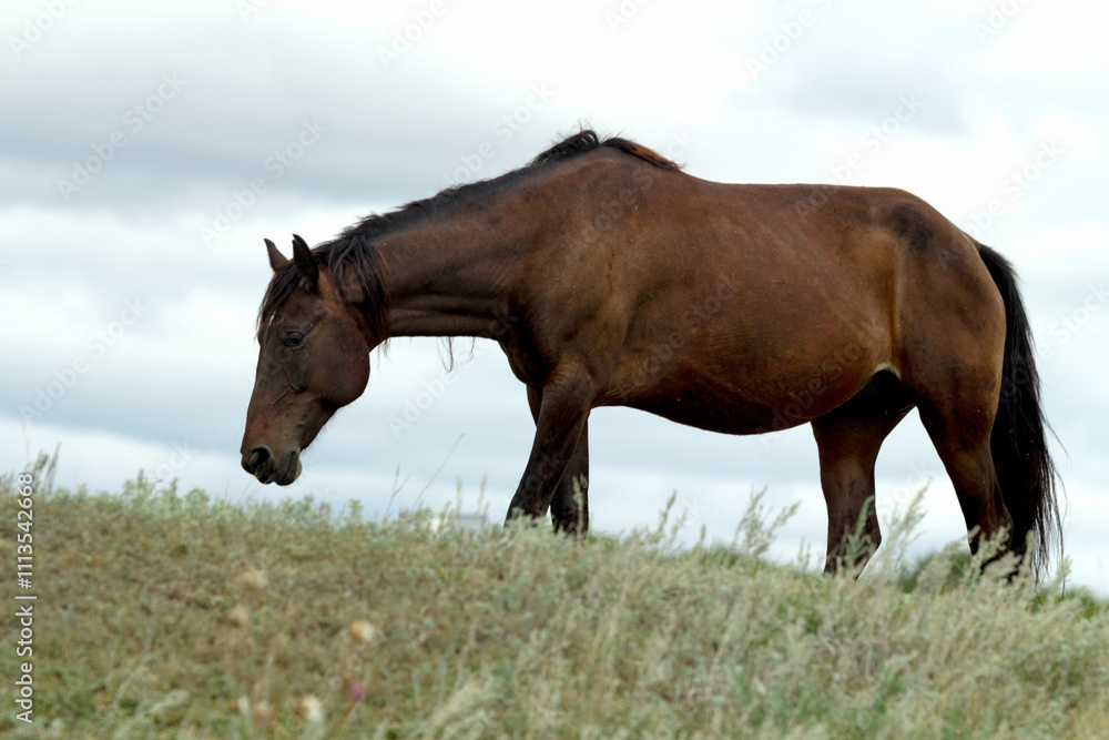 Dark bay horse grazing on a field with green grass Dark bay horse grazing on a field with green grass
