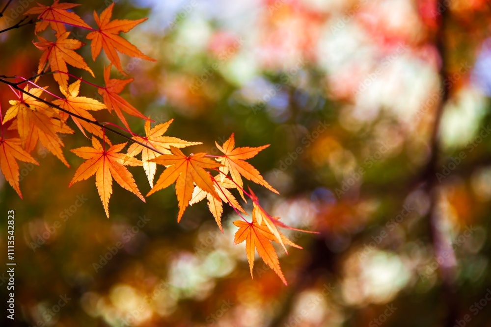 Maple leaves paint the autumn mountainsides red. Maple leaves paint the autumn mountainsides red.