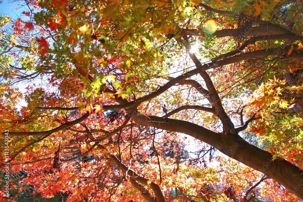 Maple leaves paint the autumn mountainsides red. Maple leaves paint the autumn mountainsides red.