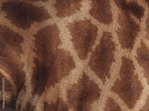Giraffe skin texture for wildlife nature and environment background.