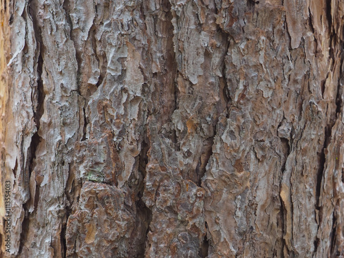 Mountain pine texture in the forest for environmental background