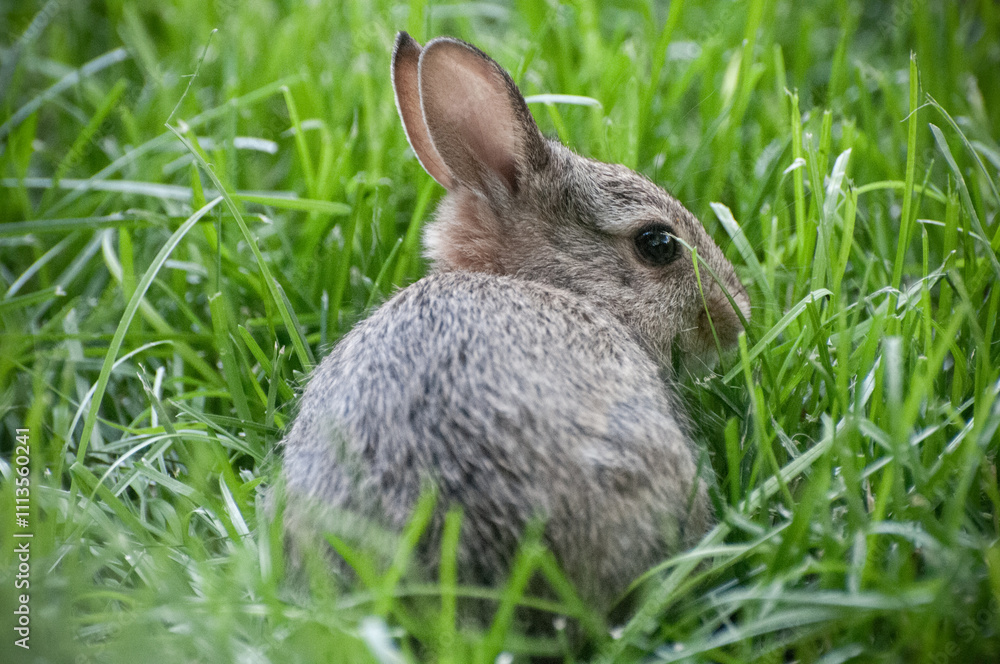 Fototapeta premium Small rabbit nestled in lush green grass, looking alert