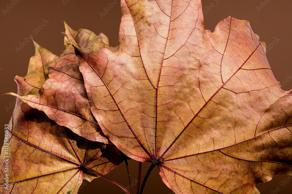 Vibrant Autumn Maple Leaves on a brown background Vibrant Autumn Maple Leaves on a brown background