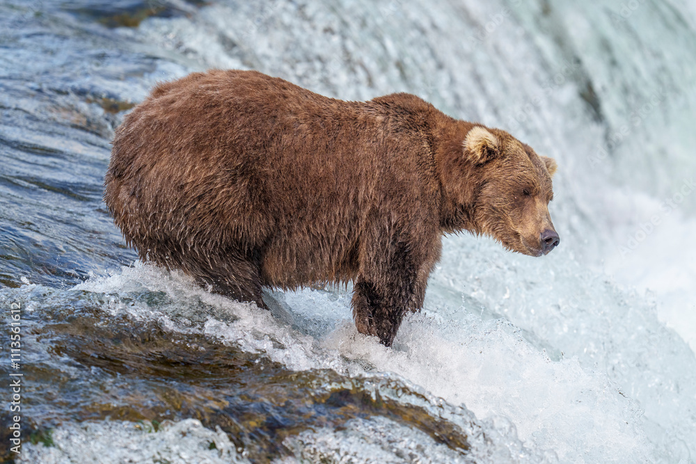 Grizzly Bear Brooks Falls Salmon Run Grizzly Bear Brooks Falls Salmon Run