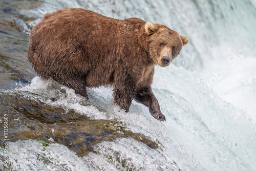 Wallpaper Mural Brooks Falls Katmai Fishing Brown Bear Grizzly Torontodigital.ca
