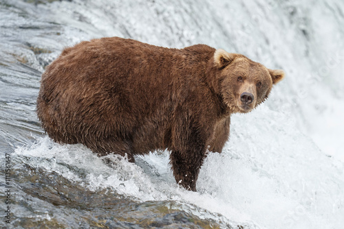 Wallpaper Mural Fat Bear Grizzly Brooks Falls Katmai Torontodigital.ca