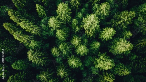 Aerial perspective capturing lush summer forest trees with vibrant greenery, providing ample space for text and design elements in the composition. Perfect for nature themes.