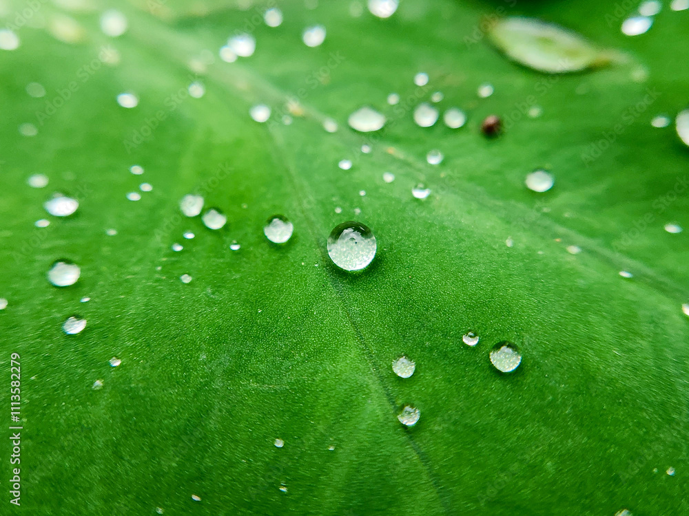 Beautiful natural details. Summer nature macro pattern. Green leaf texture with water drops Beautiful natural details. Summer nature macro pattern. Green leaf texture with water drops