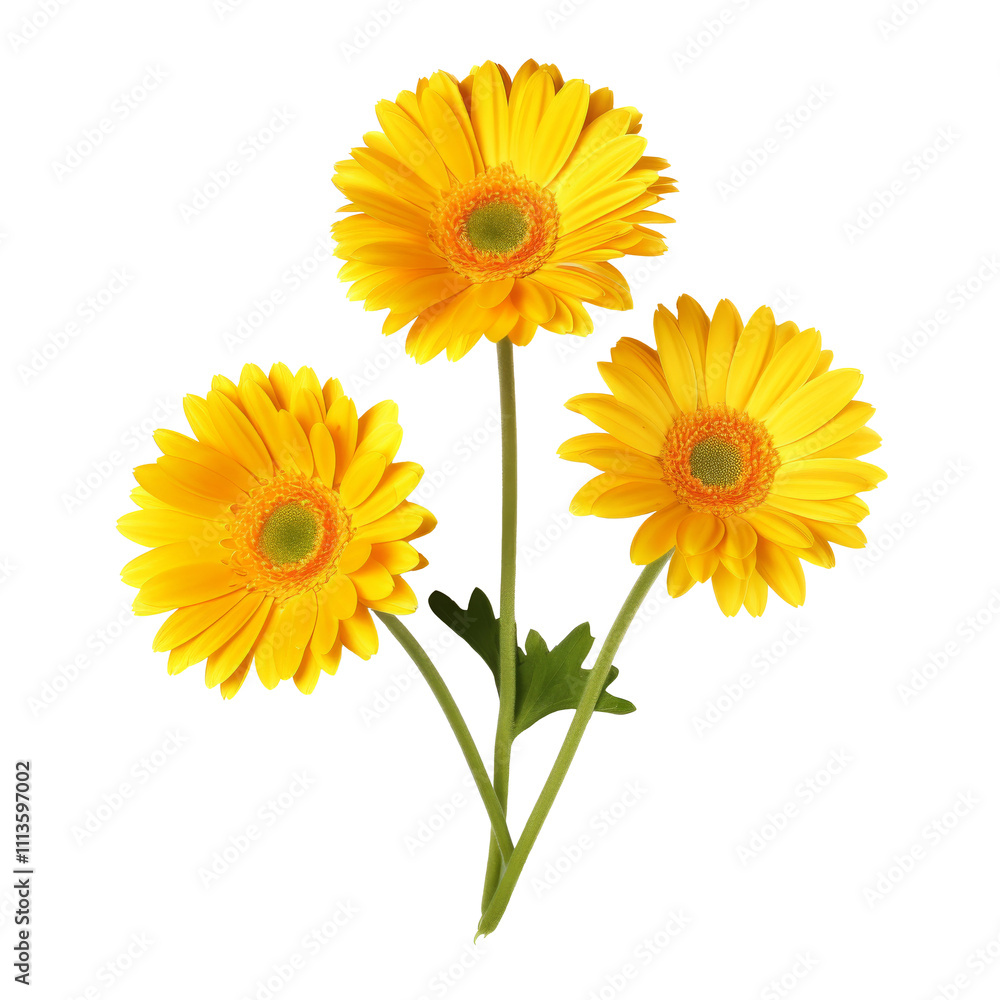 daisy flower isolated on white daisy flower isolated on white