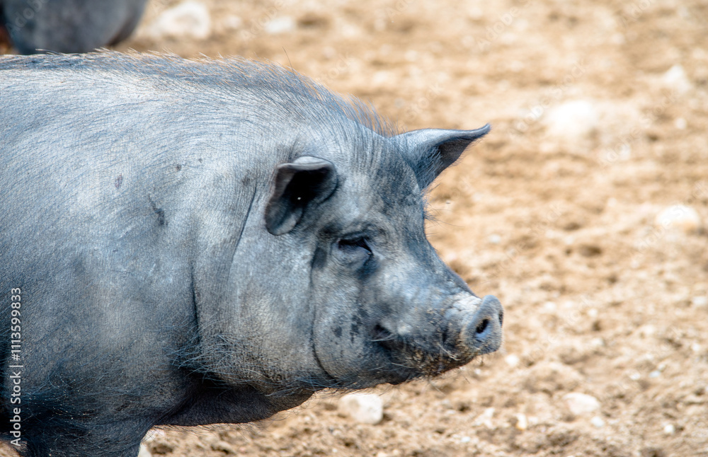 A black pig shot in close-up A black pig shot in close-up
