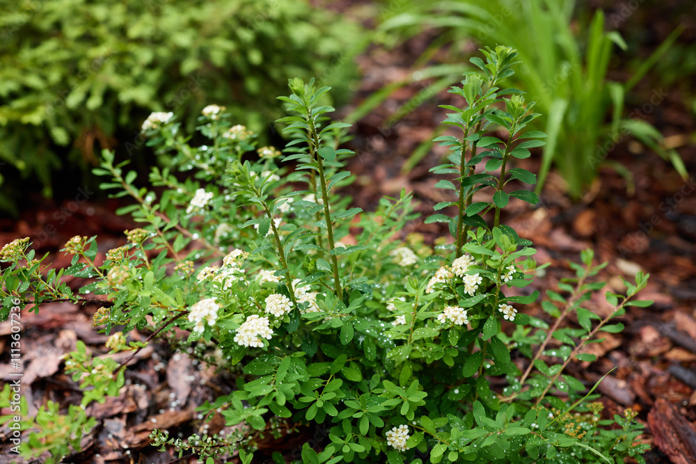 A Flourishing Green Herb with Beautiful, Delicate White Flowers That Captivates the Eye A Flourishing Green Herb with Beautiful, Delicate White Flowers That Captivates the Eye