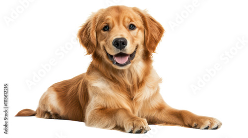 A fluffy golden retriever puppy lies on a bright white background with a joyful expression, showcasing its playful spirit. Its fur shines with warmth, inviting affection