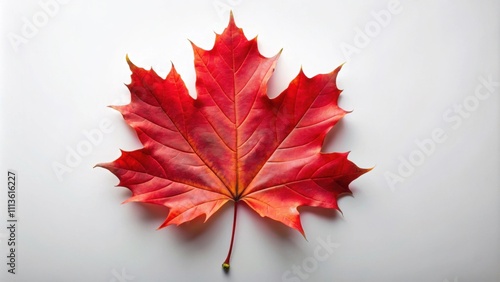 Double red colored maple leaf isolated on background, maple leaf, red, double, vibrant, colors, nature, isolated, background photo