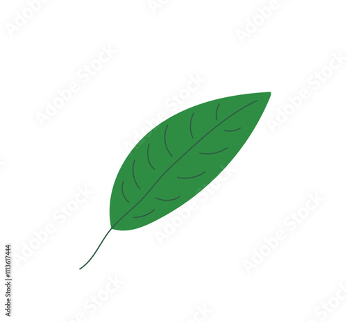 the leaf is green on a white background