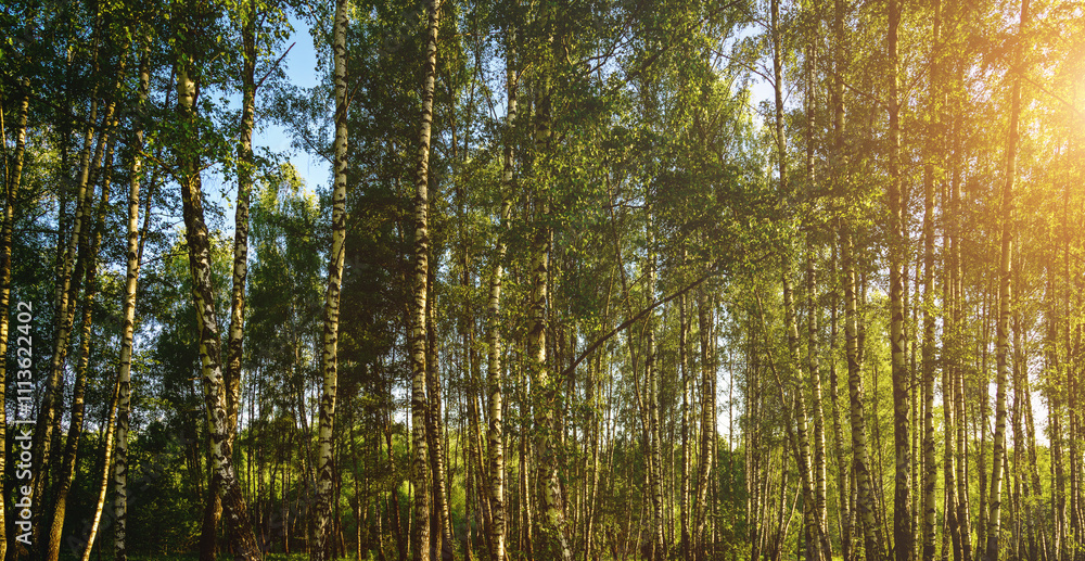 Obraz premium Grove of birches with young green leaves at sunset or sunrise in spring or summer. Vintage film aesthetic.