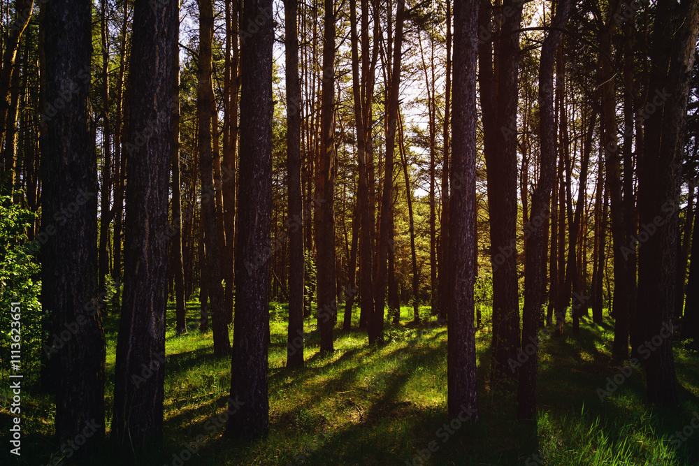 Fototapeta premium Sunbeams streaming through the pine trees and illuminating the young green foliage on the bushes in the pine forest in spring. Vintage film aesthetic.