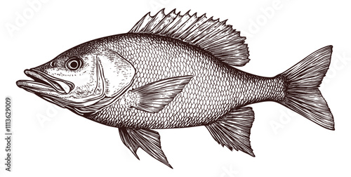 Northern red snapper fish engraving black and white outline