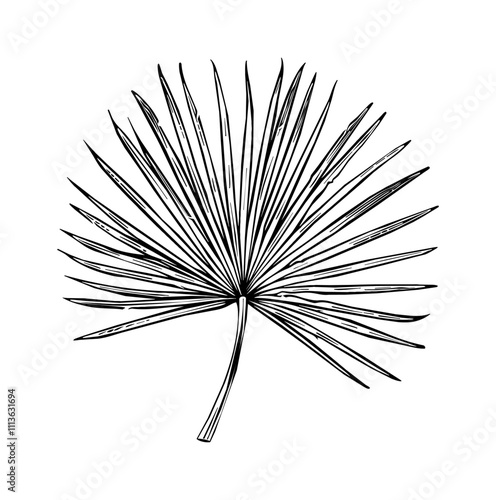 palmetto fan engraving black and white outline