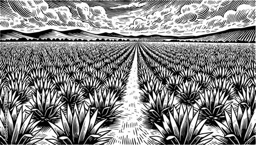 wide agave field, showing neat rows of spiky agave plants receding into the distance engraving black and white outline