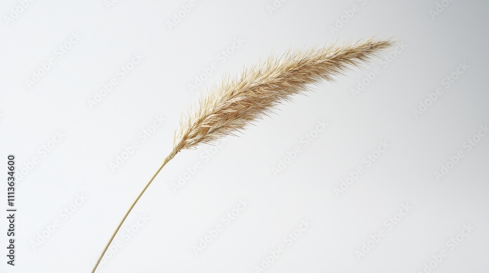 A slender, golden grass stalk with a feathery top stands against a light background, showcasing nature's delicate beauty.