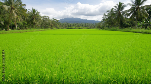 Lush Green Rice Paddy Field with Mountains and Palm Trees